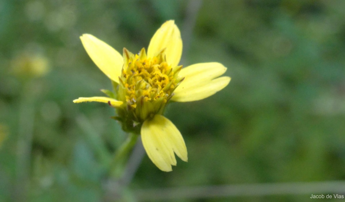 Bidens biternata (Lour.) Merr. & Sherff